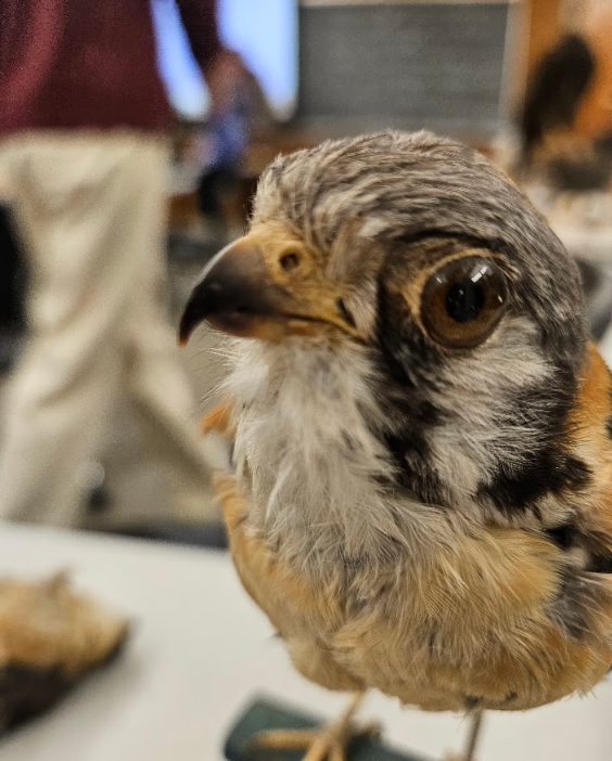 <p>small bones that can be seen in the nostrils (mainly in falcons) </p>