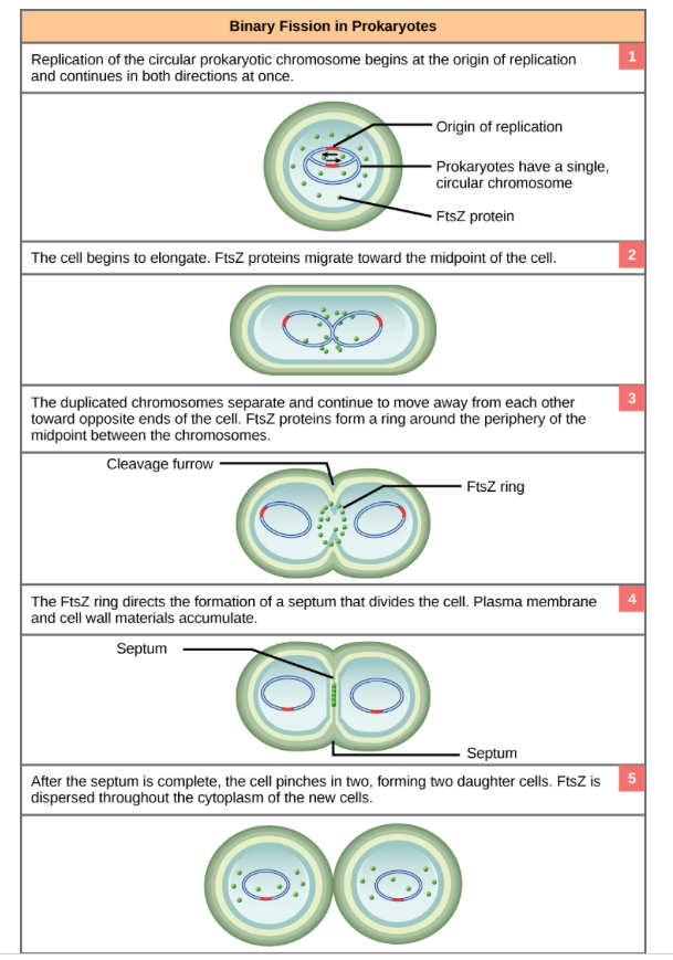 <ul><li><p><strong>prokaryotic cells</strong> (like bacteria) <strong>reproduce</strong> by <strong>splitting into two identical cells</strong>.(cell division)</p></li><li><p>a simpler and faster process than eukaryotic division.</p></li><li><p>A. Key differences<br> – No nucleus → no mitosis required<br> – Single circular chromosome</p></li><li><p>1.&nbsp;<strong>DNA Replication:</strong></p></li><li><p>The <strong>single circular DNA</strong> molecule in the bacterial cell is <strong>copied</strong>.<br>Each copy will go to one of the new cells.</p></li><li><p><strong>2. Attachment to Membrane:</strong><br>The two DNA copies attach to <strong>different parts of the cell membrane</strong></p></li></ul><ul><li><p><strong>3. Cell Elongation:</strong><br>The cell <strong>grows longer</strong>, pulling the two DNA molecules apart toward opposite ends of the cell</p></li><li><p><strong>4. Septum Formation:</strong><br>A <strong>protein ring (FtsZ)</strong> forms in the middle of the cell and helps create a <strong>division wall</strong>, called a <strong>septum</strong></p></li></ul><ul><li><p><strong>5. Cell Splits:</strong><br>The septum finishes forming, dividing the cytoplasm and cell wall — now there are <strong>two identical daughter cells</strong></p></li></ul><p></p>