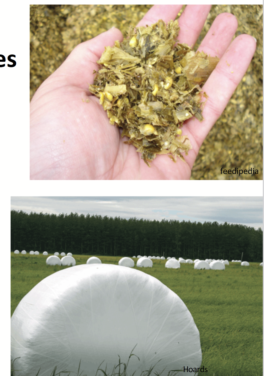 <p><strong><u>8 categories in International Feed Identification System (IFN)</u></strong></p><p><strong><em><u>Want anaerobic fermentation for production of volatile fatty acids!</u></em></strong> Aerobic fermentation results in rotting and decomposition.</p><ul><li><p><strong>Corn Silage</strong>: common!</p></li><li><p><strong>Haylage</strong></p><ul><li><p>Legume, grass, L/G blends</p></li></ul></li><li><p><strong>“Baleage”</strong>: actually haylage, wrap bales in plastic and allows fermentation in the bale itself</p></li><li><p><strong>Others: pea and oat mixes fermented</strong></p></li></ul><p></p>