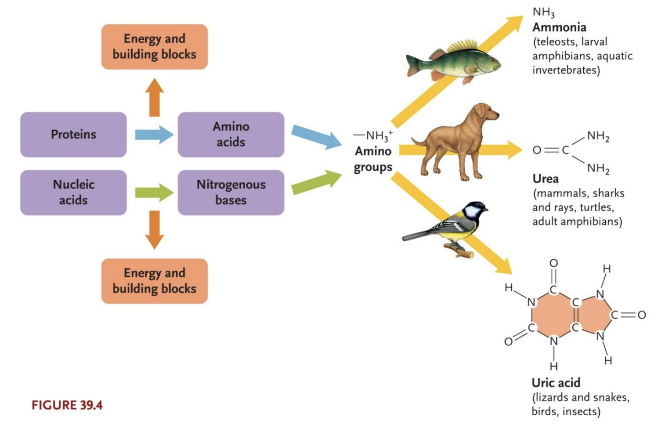<p>Ammonia is toxic, we must get rid of it</p>