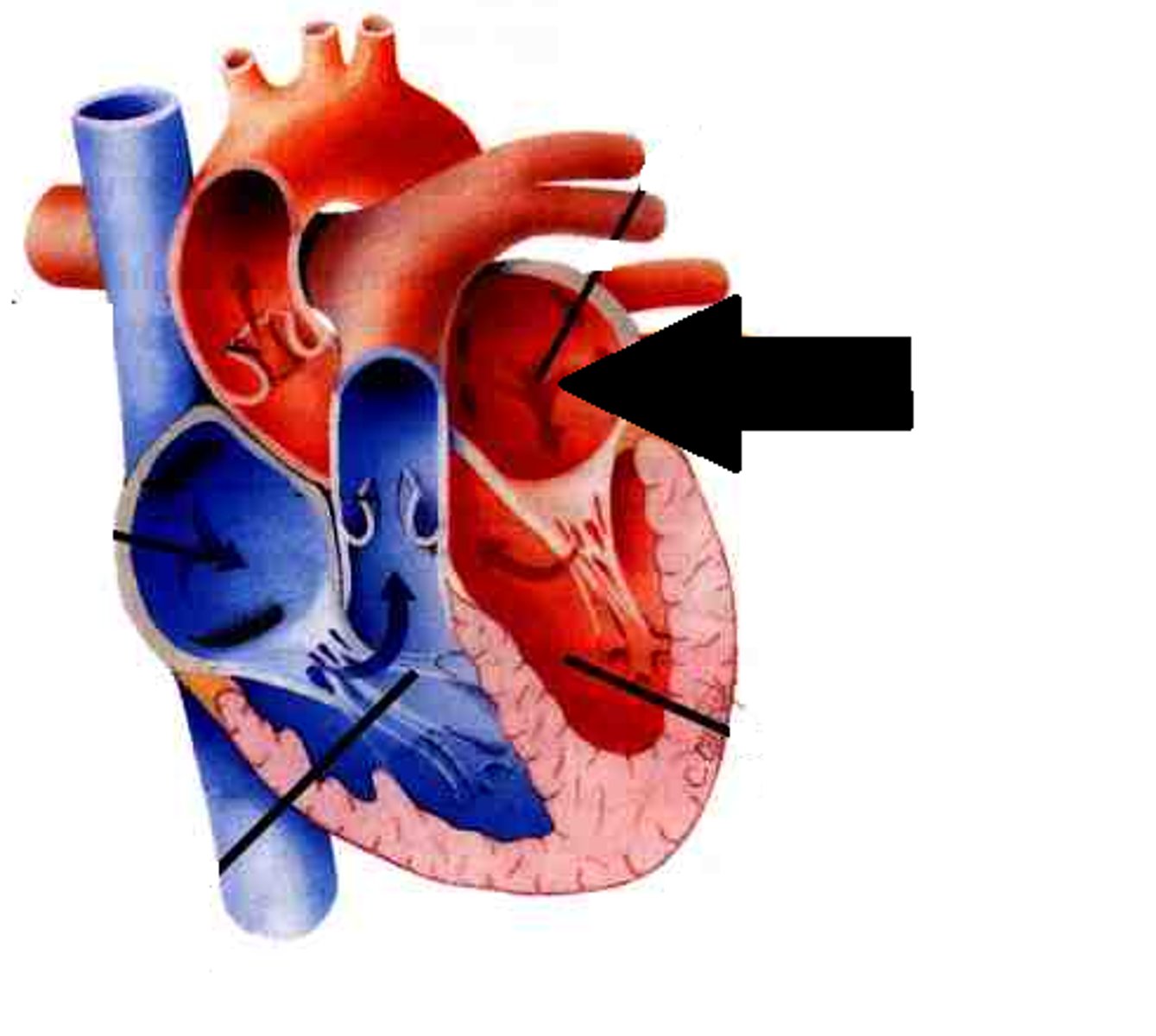 <p>Description: Chamber forming the left, posterior margin of the heart</p><p>Relationship: Receives blood from the pulmonary veins</p>