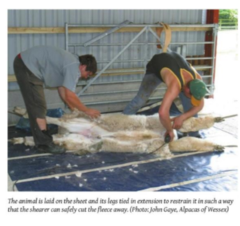 <p>Shearing </p>
