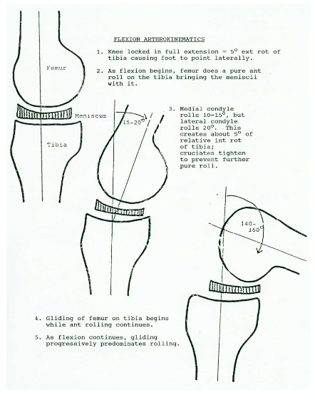 <ul><li><p>Hinge joint</p></li><li><p>Flexion &amp; extension (physiologic - voluntary control)</p><ul><li><p>Femoral condyles roll on tibial plateaus</p></li></ul></li><li><p>Accessory movement (involuntary)</p><ul><li><p>Tibial plateau spins &amp; glides/slides on femoral condyles</p></li></ul></li></ul><p></p>