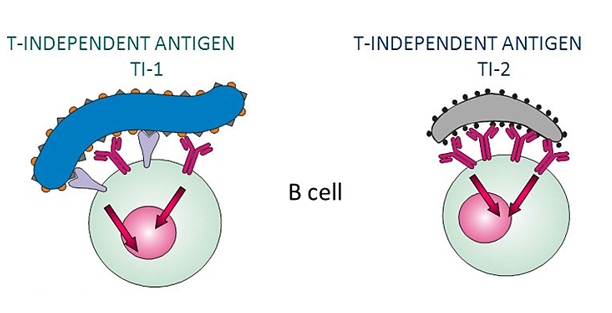 <p><strong>T-independent 1 (TI-1) </strong>antigens activate B cells by cross-linking the B cell receptor (BCR) along with additional receptors. <strong><mark data-color="blue" style="background-color: blue; color: inherit">BCR+ another receptor</mark></strong></p><p><strong>T-independent 2 (TI-2)</strong> antigens activate B cells solely through cross-linking the BCR without involving other receptors. <strong><mark data-color="blue" style="background-color: blue; color: inherit">BCR ONLY</mark></strong></p>