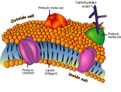 <p>A selectively-permeable phospholipid bilayer forming the boundary of the cells. Properties of the membrane:</p><ul><li><p>Protein: Most weight of the membrane</p></li><li><p>Integral: all the way through</p></li><li><p>Peripheral: on the edge</p></li><li><p>Many functions:</p></li><li><p>Transport</p></li><li><p>Receptor</p></li><li><p>Attachment</p></li><li><p>Enzyme</p></li><li><p>Joining the cell</p></li><li><p>Recognition</p></li><li><p>Carbohydrates</p></li><li><p>Glycoproteins (attached to proteins)</p></li><li><p>Glycolipids (attached to fats)</p></li><li><p>Full layer on outside = Glycocalyx</p></li></ul>