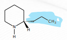 <p>[Alkaloids Compounds] a  piperidine alkaloids that is a known poison from hemlock</p>