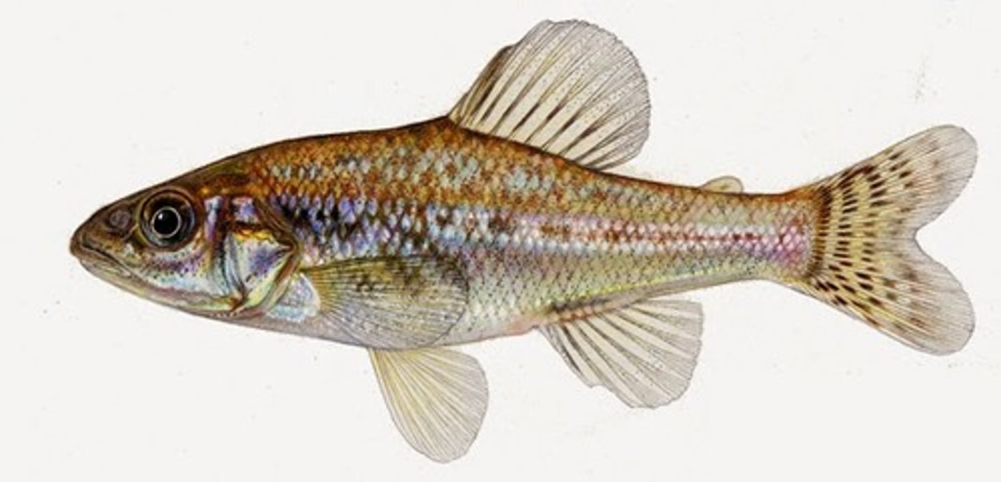 <p>trout-perches</p>