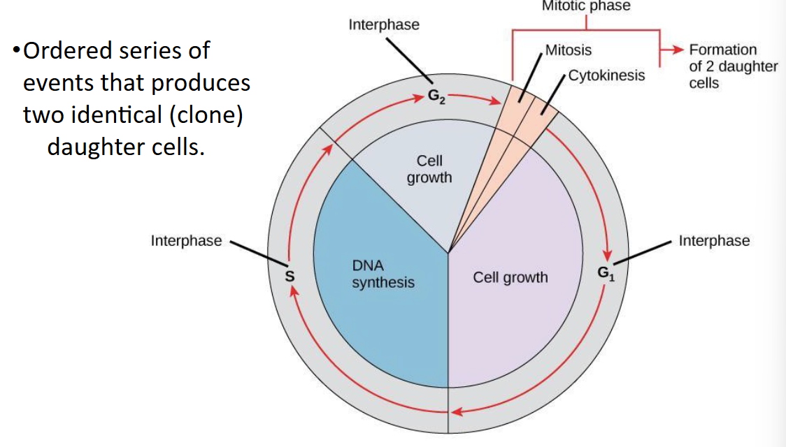 <p>cell division cycle</p>