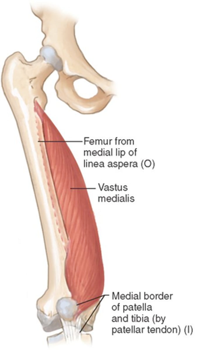 <p>linea aspera + intertrochanteric line</p>
