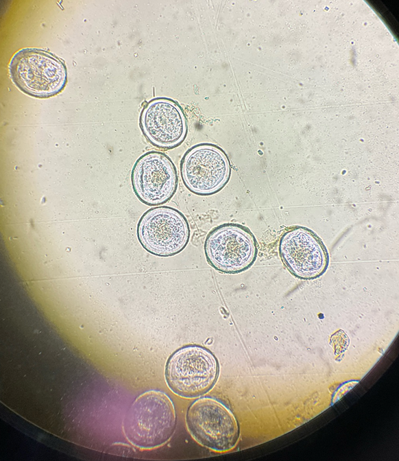 <p>identify in horse</p><img src="https://knowt-user-attachments.s3.amazonaws.com/83b60e74-41a9-4f4c-8a0a-adcb614b7bec.png" data-width="50%" data-align="center"><p></p>