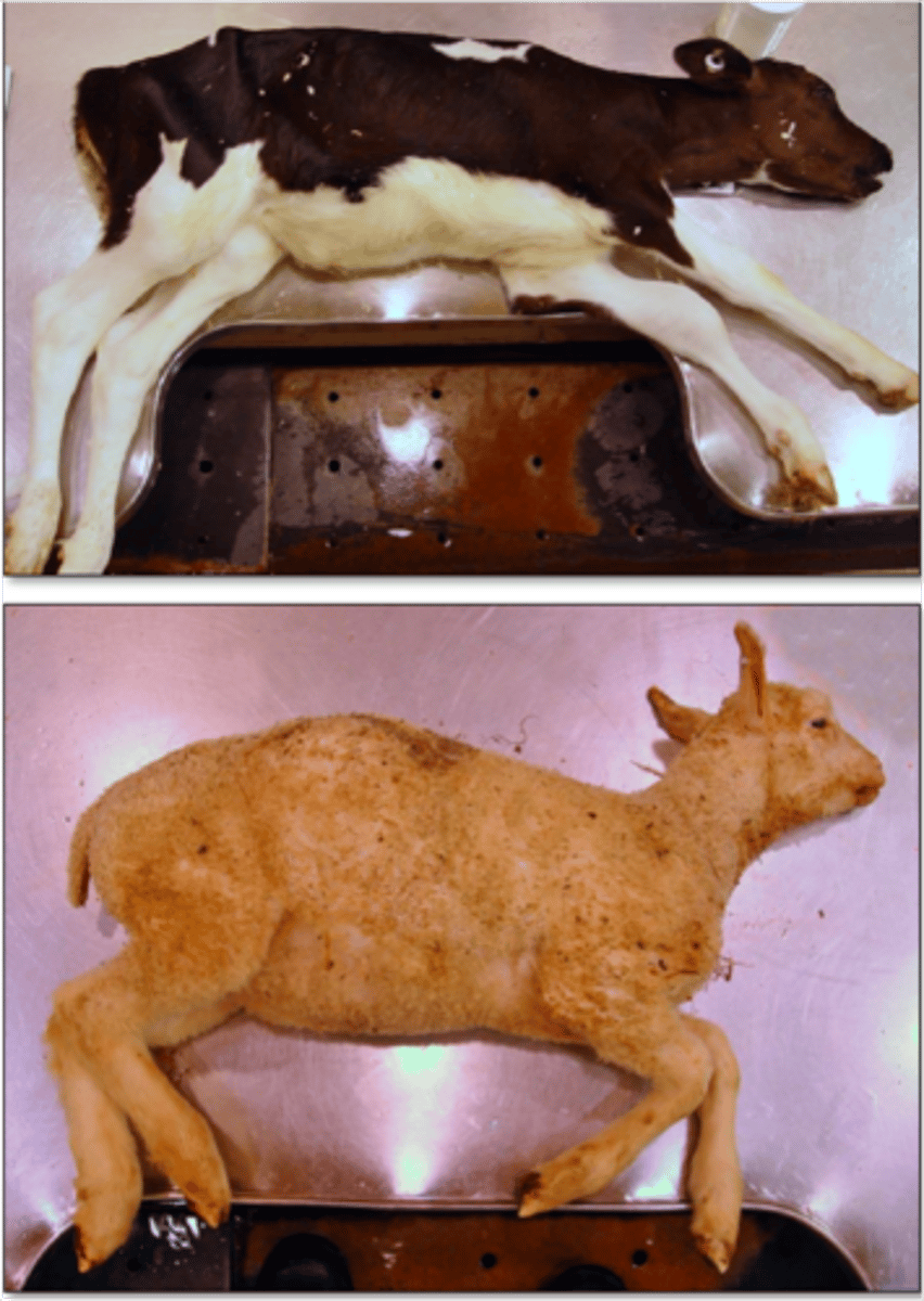 <p>Nutritional myopathy due to vitamin E or selenium deficiency</p>