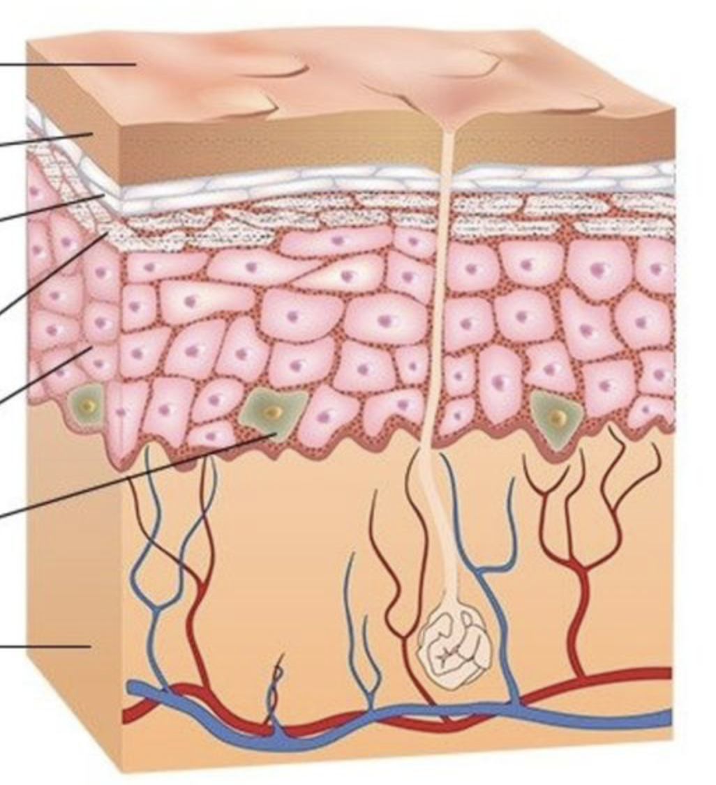 <p>what are the different layers of the epidermis (in order)?</p>