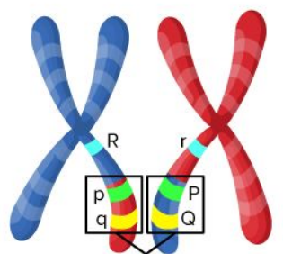 <p>Genes inherited together due to proximity on chromosome.</p>