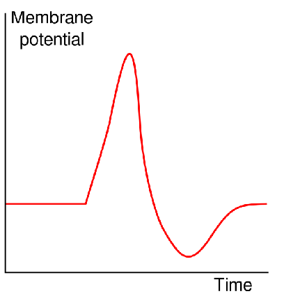 <p>When a neuron is stimulated, brief jump occurs in the neurons voltage</p><ul><li><p>change is called an action potential</p><ul><li><p>AP travels along the axon like a spark along a trail of gunpowder</p></li></ul></li></ul><p></p>