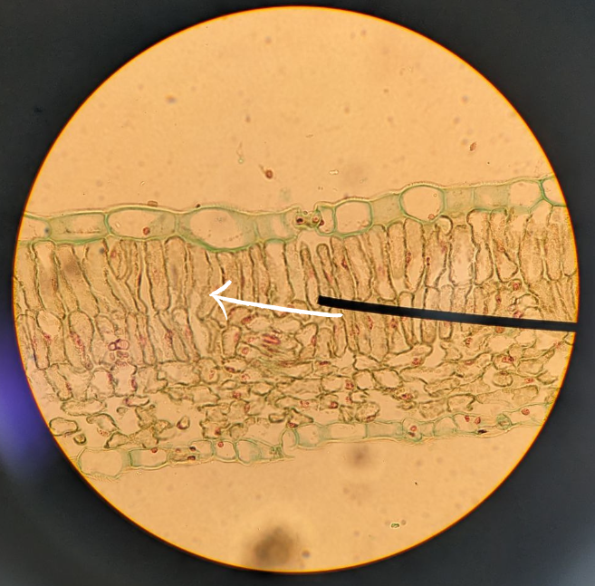 <p>What type of mesophyll is the white arrow pointing to </p>