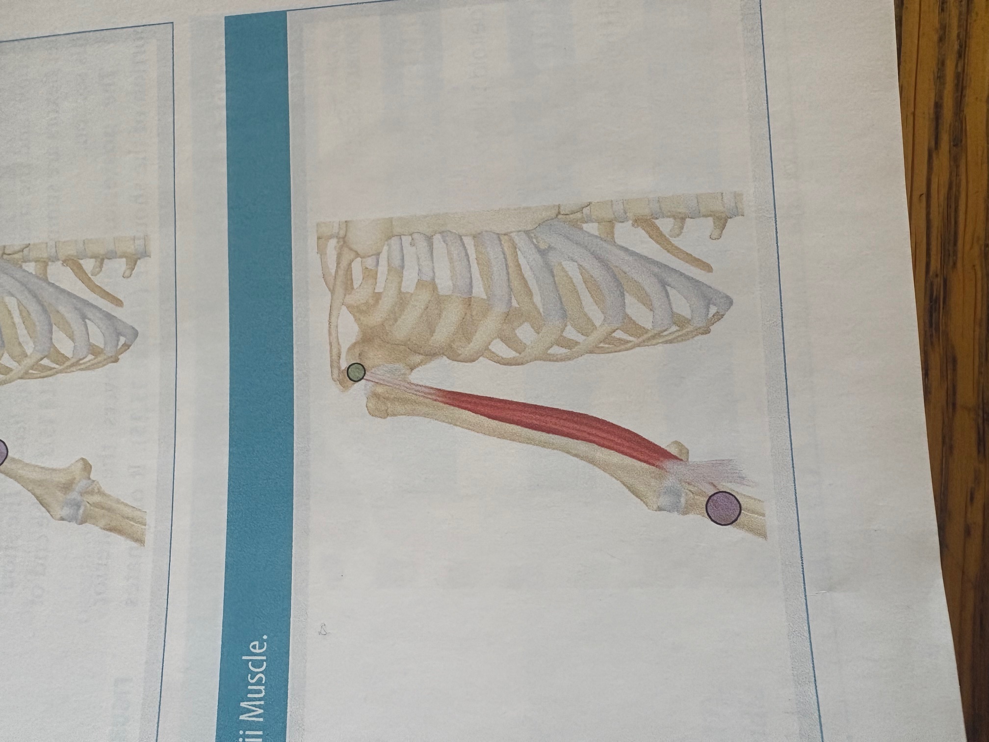 <p>Biceps Brachii</p>