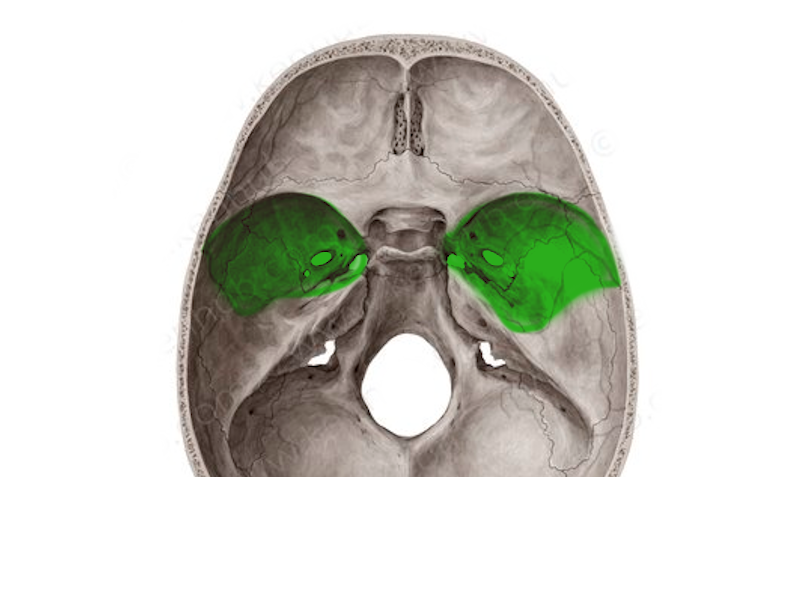 <p>agyi felszín</p>