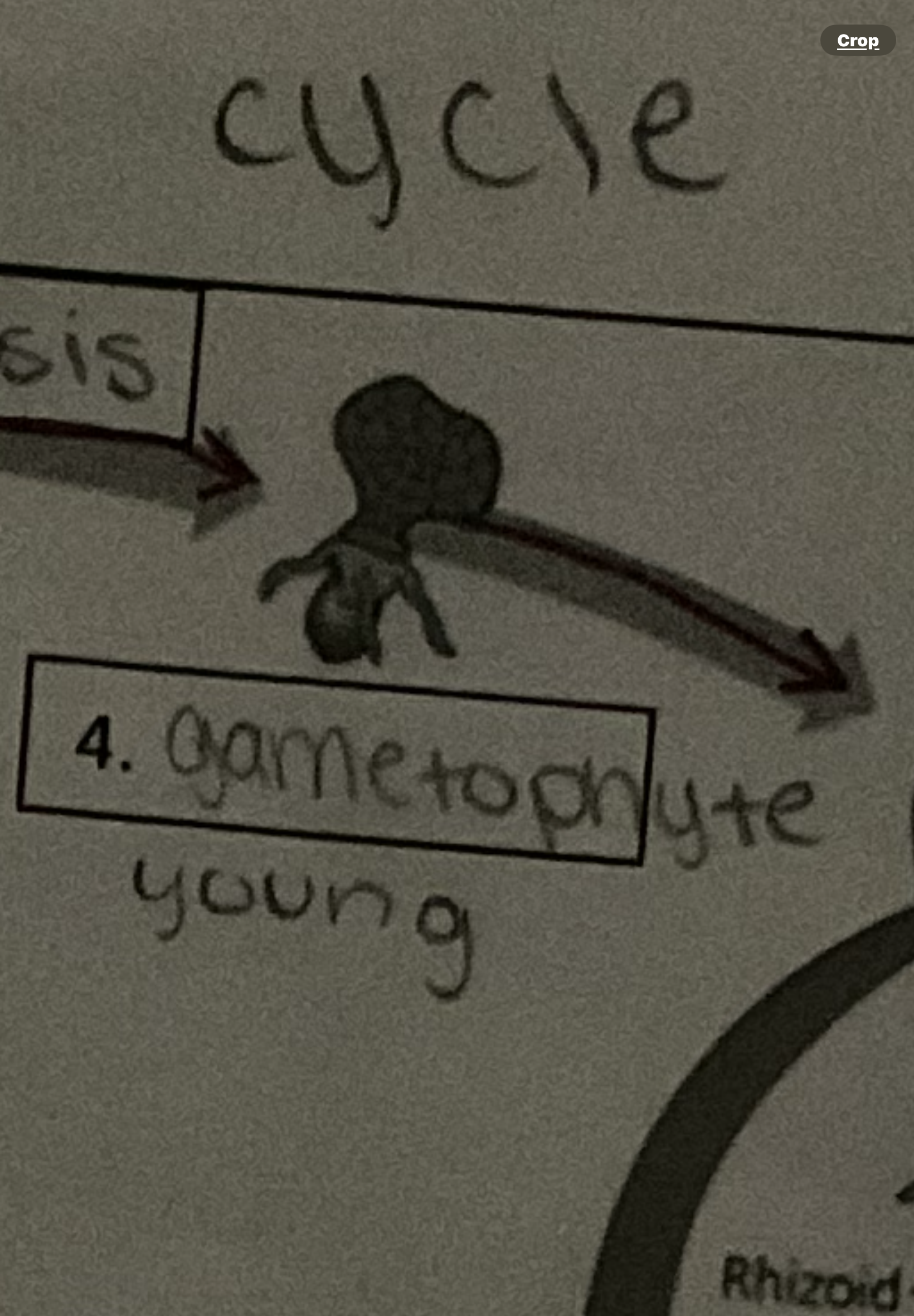 <p>Young gametophyte</p>