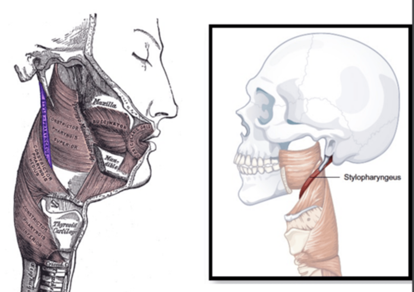 <p>Long thin muscle</p><p>Origin - styloid process of temporal bone</p><p>Course - inferior, entering between</p><p>superior and middle constrictor</p><p>Insertion - blend with constrictors, with</p><p>some fibers inserting on thyroid cartilage</p><p>Action - elevate and dilate pharynx</p>