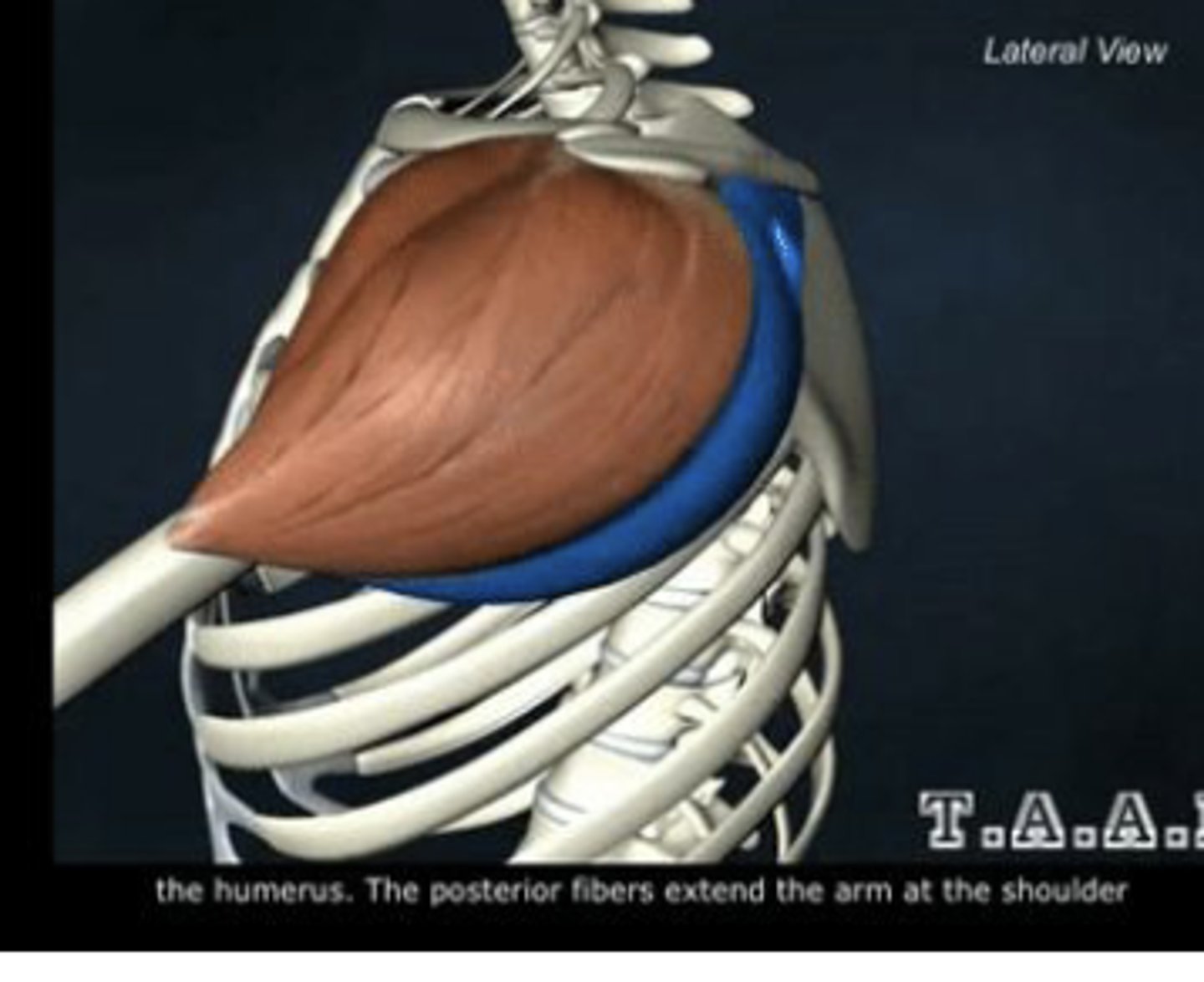 <p>Extend and laterally rotate the arm</p>