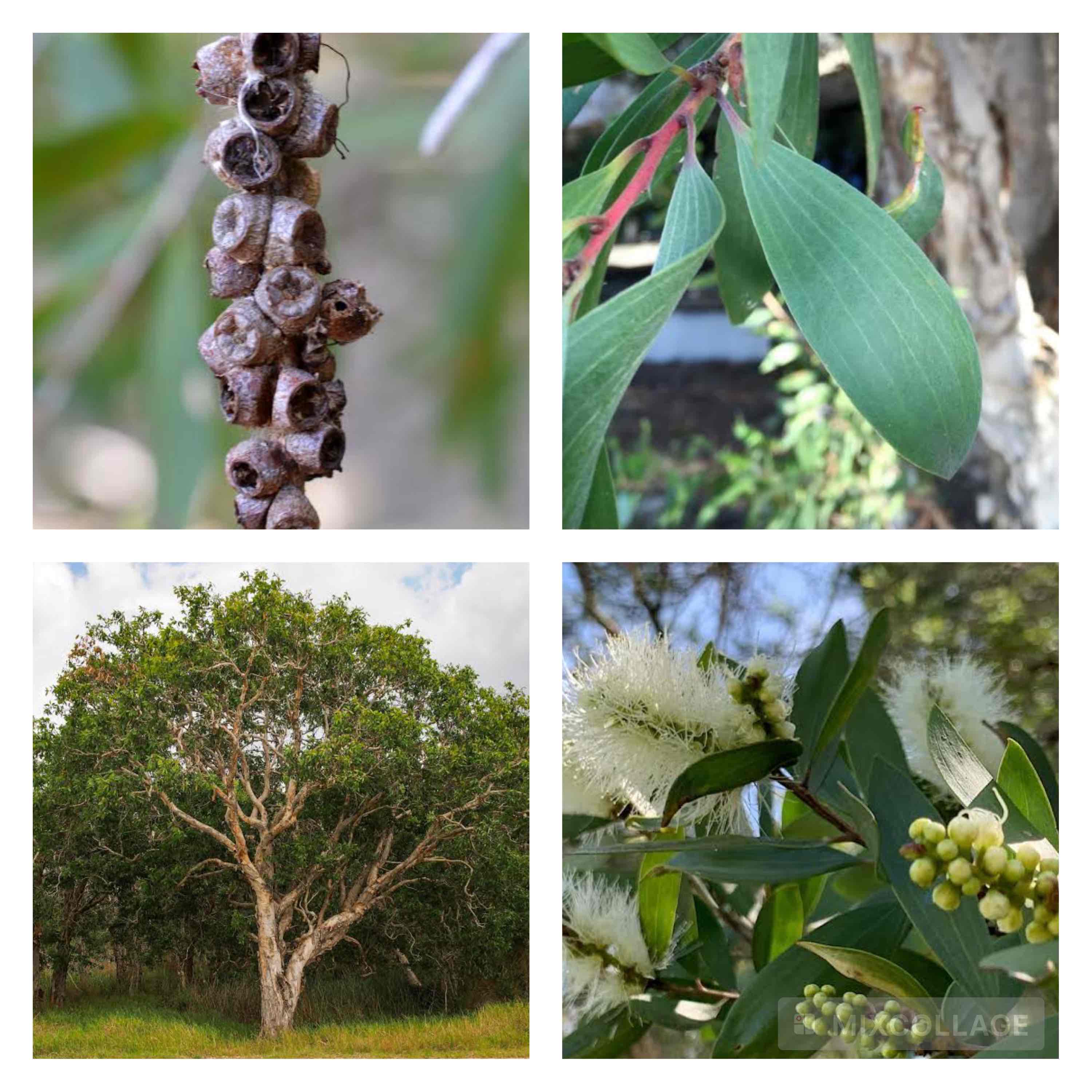 <p>Broad-leaf paperbark</p>