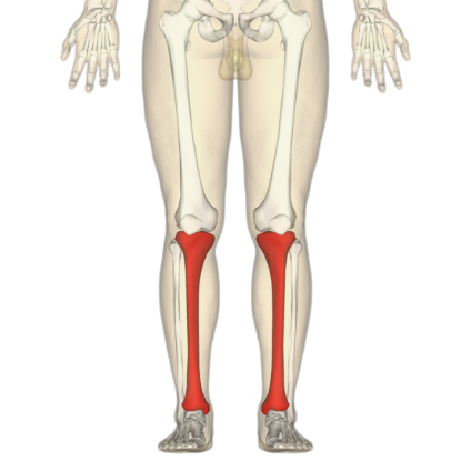 <p>What bone is this?</p>