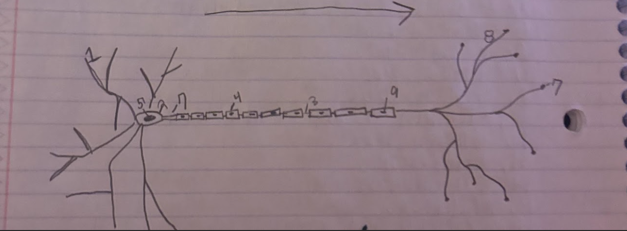 <p>What is the direction of information through a neuron?</p>