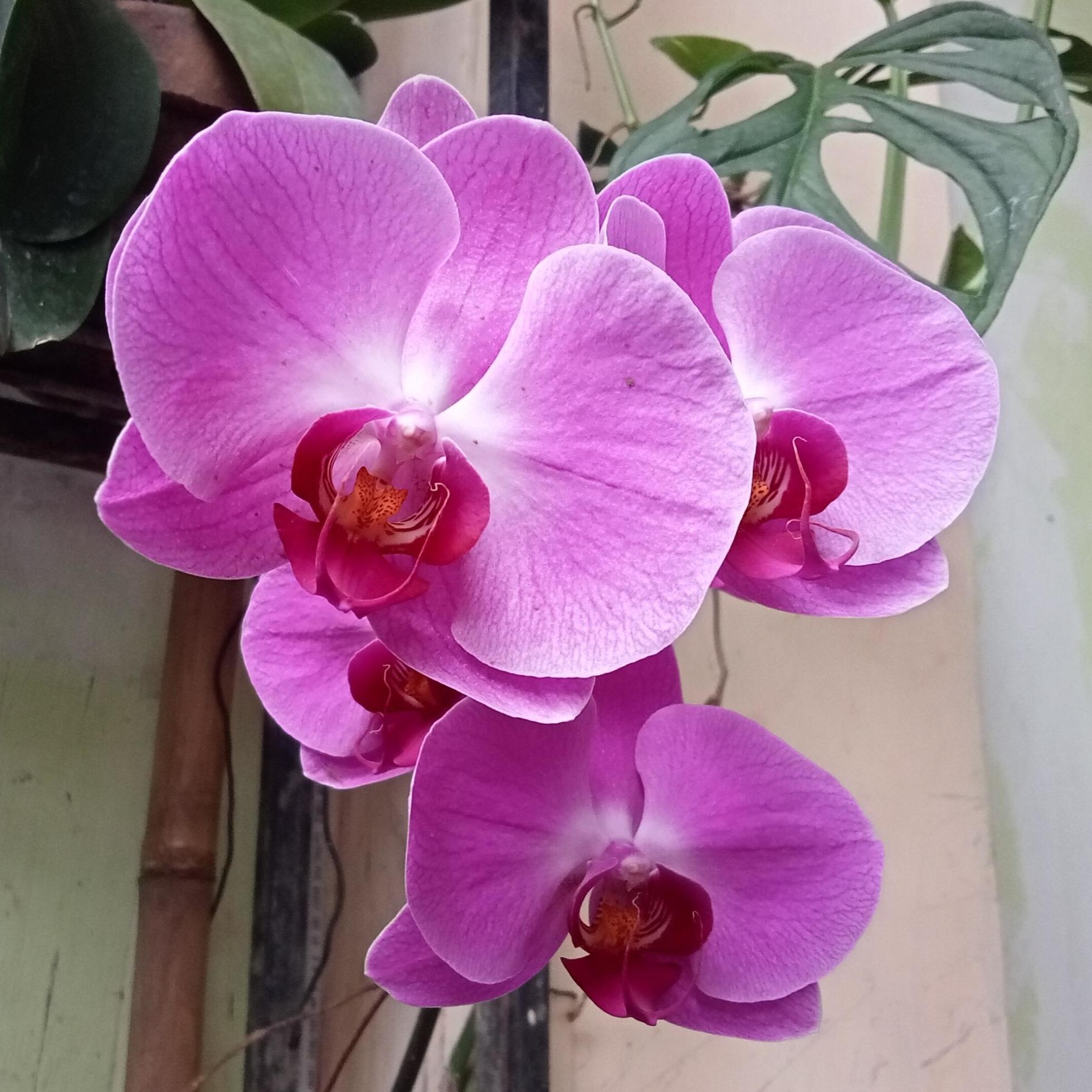 <p>What are the identifying features of the Orchidaceae family?</p>