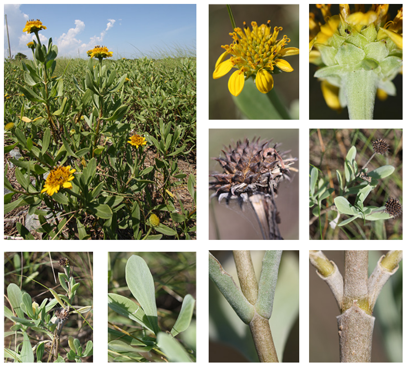 <p>Seaside oxeye</p>