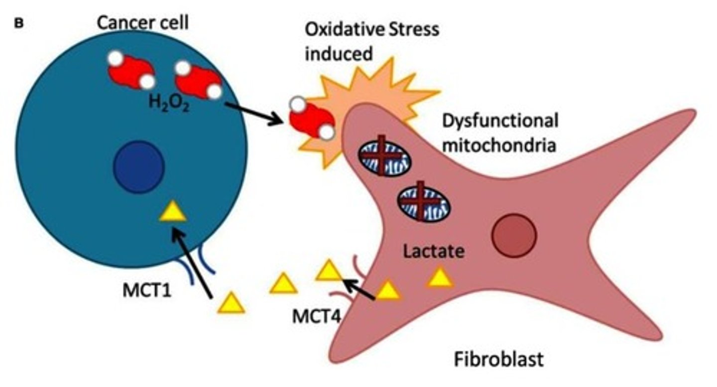 <p>Some tumors use oxidative stress as a weapon to extract recycled nutrients from cancer-associated fibroblasts in stromal tissue</p><p>used to generate large amounts of AT</p>