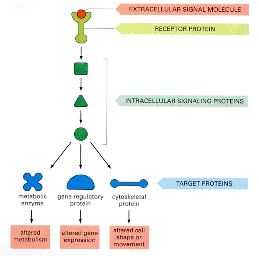 <ul><li><p>Have a stimulus from an extracellular molecule<strong> (ligand)</strong> which binds to a receptor protein <strong>(GPCR) </strong></p></li><li><p><strong>Intracellular signaling proteins</strong> (transduction components (differ) will <strong>target specific proteins </strong>(metabolic enzyme, gene regulatory protein etc) </p></li><li><p>Each target protein will then<strong> initiate a response</strong> (alter metabolism, alter gene expression etc) </p></li></ul><p><u>NOTE:</u> Cellular differences of any signal transduction components will alter the response output. </p><p></p>