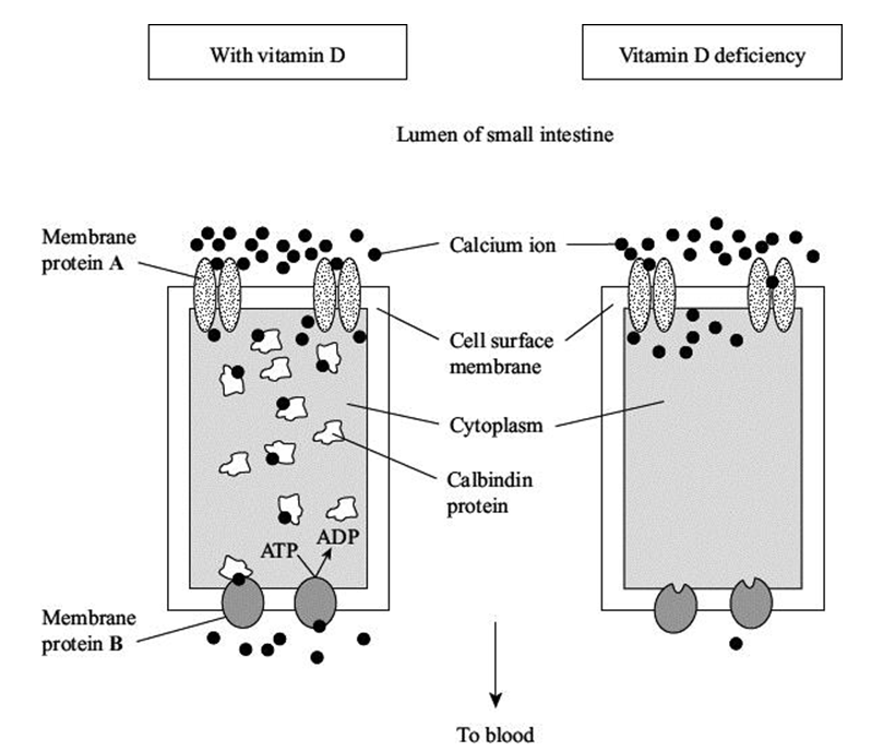 <p><span style="font-family: Arial, sans-serif; line-height: 107%;"><span>Vitamin D deficiency reduces the uptake of calcium ions by epithelial cells lining the small intestine. The diagrams show how calcium ions are transported through normal epithelial cells and those deficient in vitamin D. </span></span></p><p><span><span>Use the information in the diagrams to explain how vitamin D deficiency reduces calcium ion uptake through gut epithelial cells. (2) </span></span></p>