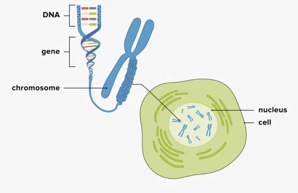 <p>use a diagram, describe the relationship between DNA, chromosomes and genes. </p>