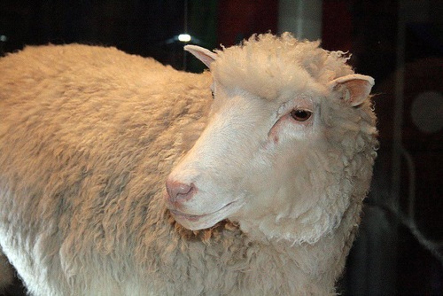 <p>Dolly the sheep, cloned in 1996 by Ian Wilmut.</p>