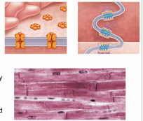 <p>What are intercalated discs?</p>