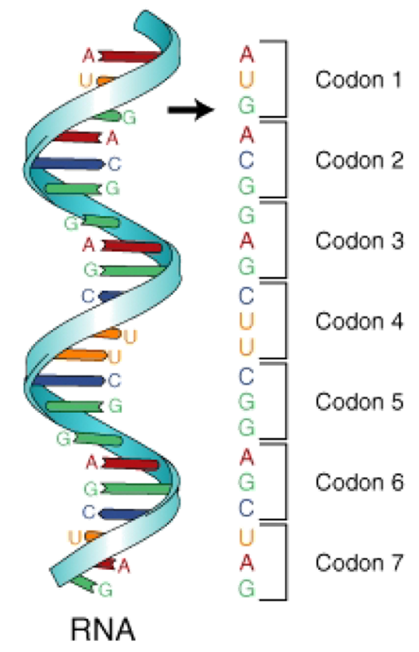 <p><span>A sequence of three bases on mRNA that codes for one amino acid.</span></p>