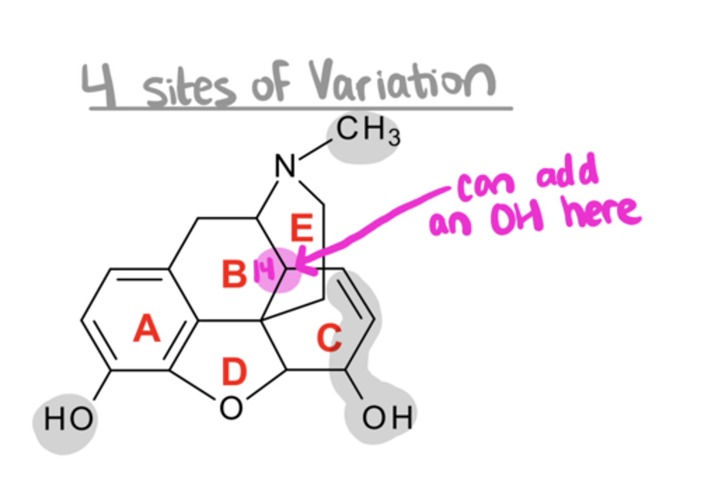 <p>Key SAR for Morphine Analogs:</p><p>3. if you introduce a 14-OH group → ___ activity by 2-fold</p>