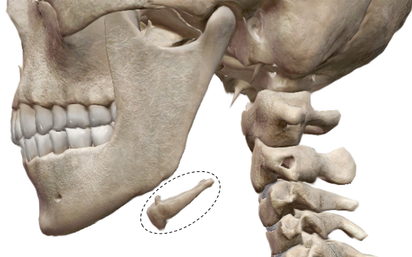 <p>Name the bone</p>