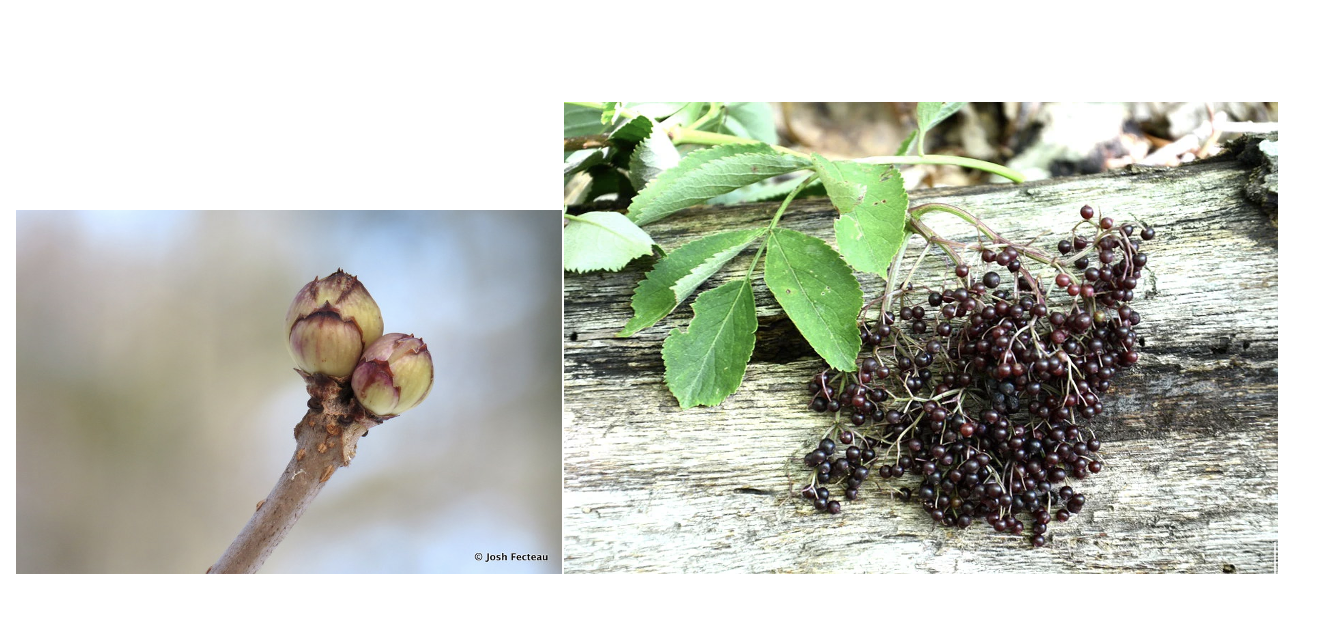 <p>elderberry</p>