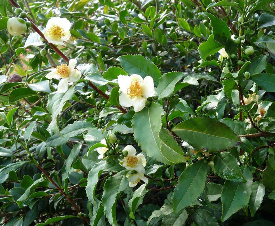 <p>Biological Origin: <strong><em>Camellia sinensis </em>(L.) Kuntze (Theaceae)</strong></p><p>Common Name: <strong>Tea plant/ Tsaa</strong></p><p>Part used: <strong>Leaf</strong></p><p>Medicinal use:</p><ul><li><p><strong>Stimulant (effect of caffeine)</strong></p></li><li><p><strong>Diuretic</strong></p></li></ul><p>Secondary metabolites:</p><ul><li><p><strong>Flavonoids</strong></p></li><li><p><strong>Alkaloids (<u>Caffeine, Theobromine, Theophylline - relax bronchial muscles</u>)</strong></p></li><li><p><strong>Theobromine (Alkaloids)</strong></p></li></ul>