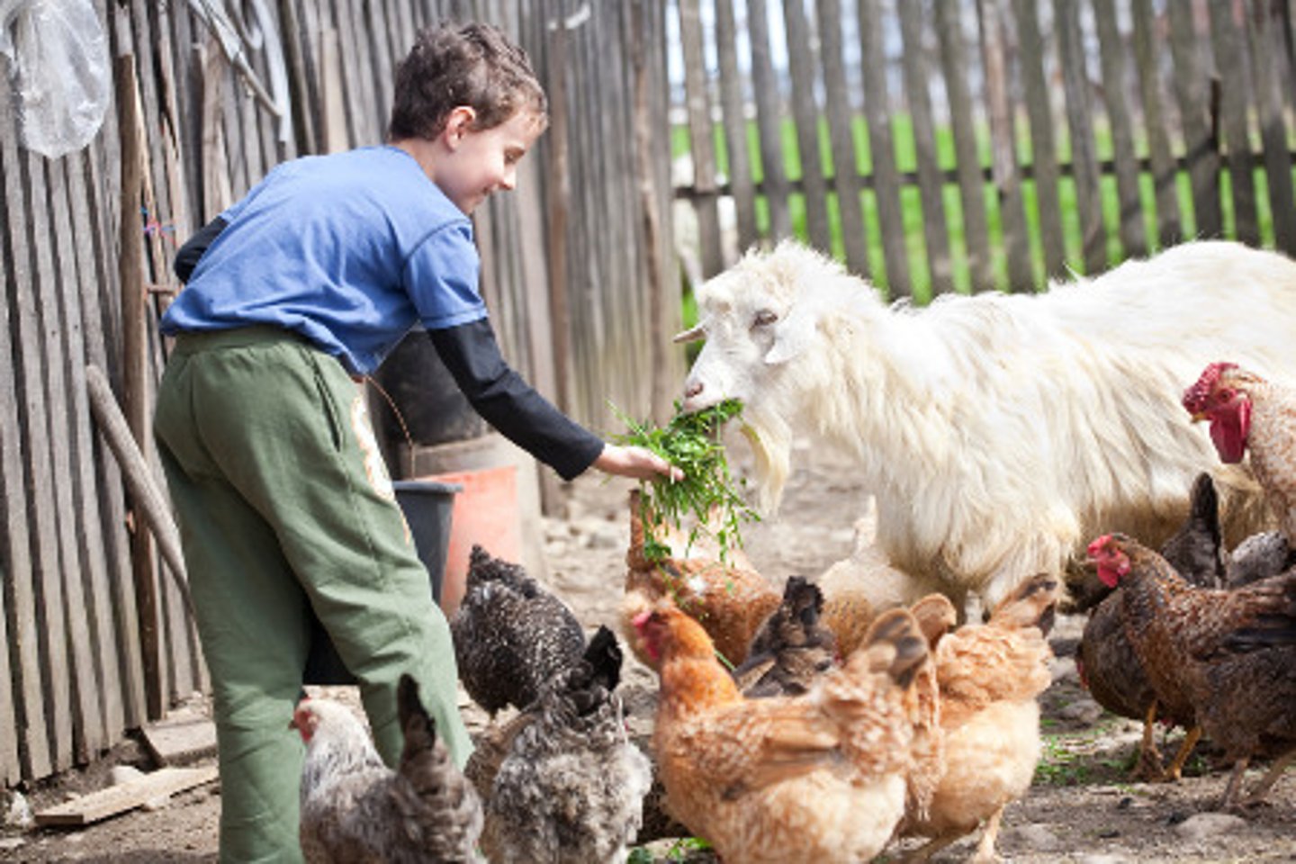 <p>to feed the animals</p>