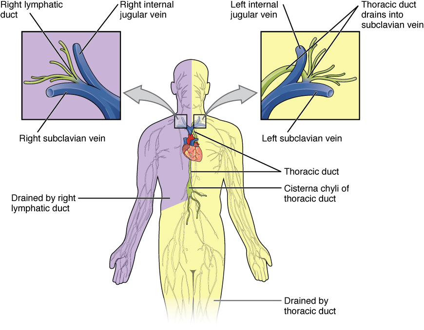 <p>Subclavian vein / internal jugular vein</p>