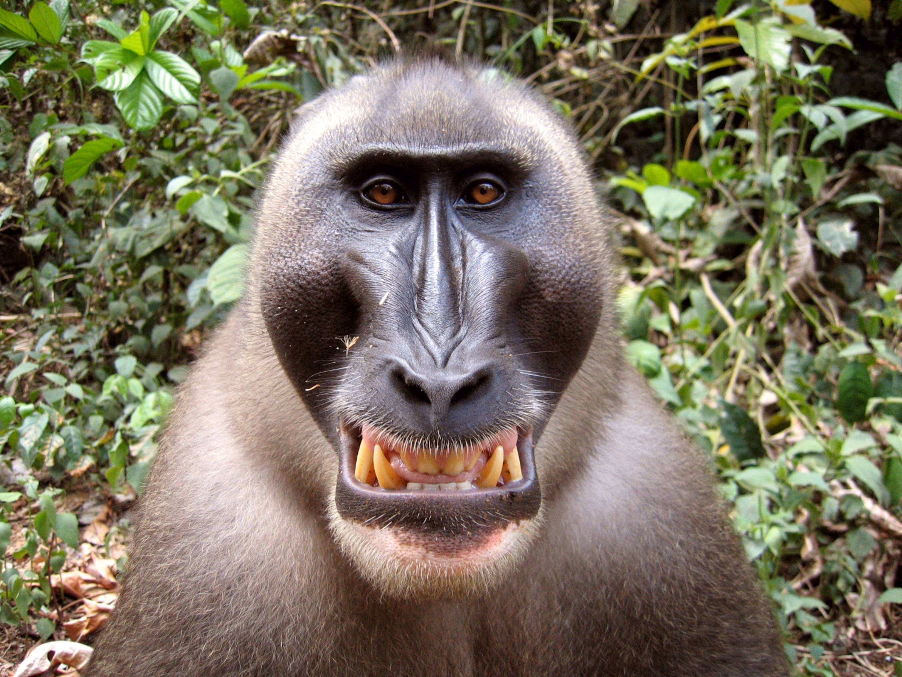 <p>Mandrills and drills</p>