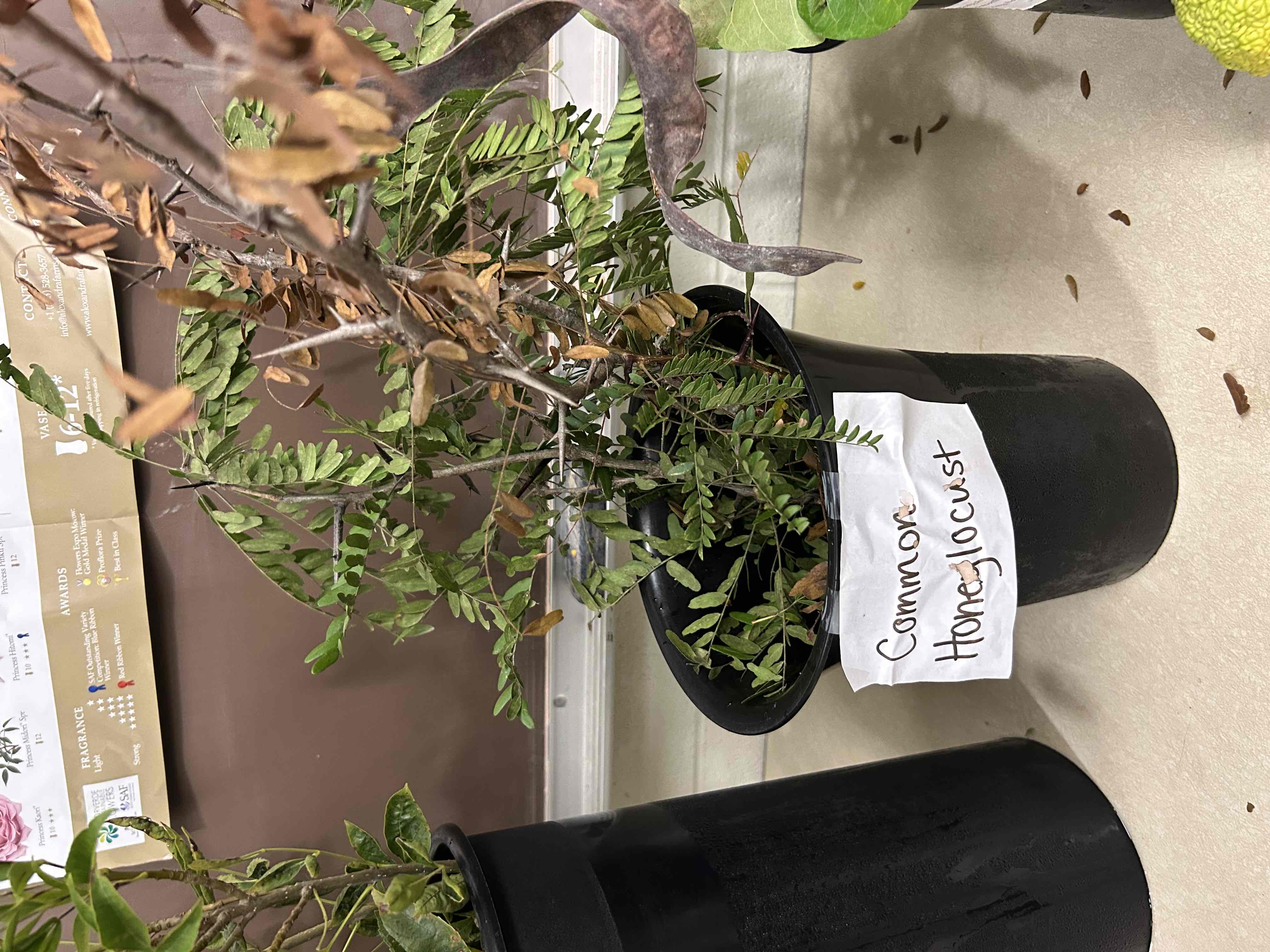 <p>Common Honeylocust</p>