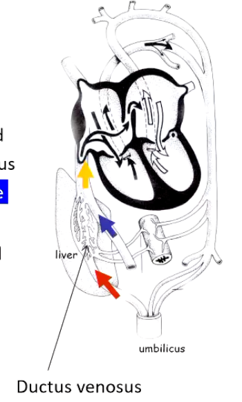 <ul><li><p><strong>Oxygenated blood from the placenta</strong> travels from the umbilicus toward the liver via the <strong>umbilical vein</strong>. (Red arrow)</p></li><li><p>The fetus needs to <strong>preserve this high-oxygen blood</strong>, so it should not be significantly mixed with or metabolised by the liver.</p></li><li><p>The <strong>ductus venosus</strong> is a vascular shunt within the liver that allows most of the oxygenated umbilical venous blood to <strong>bypass the hepatic circulation</strong>, preventing mixing with the <strong>less-oxygenated venous blood returning from the fetal gut</strong> (Blue Arrow)</p></li><li><p>This relatively <strong>high pO₂ blood</strong> then enters the <strong>caudal (inferior) vena cava</strong> (Yellow arrow) and flows into the <strong>right atrium</strong>, where it preferentially contributes to oxygen delivery to vital organs (especially the brain and heart)</p></li></ul><p></p>