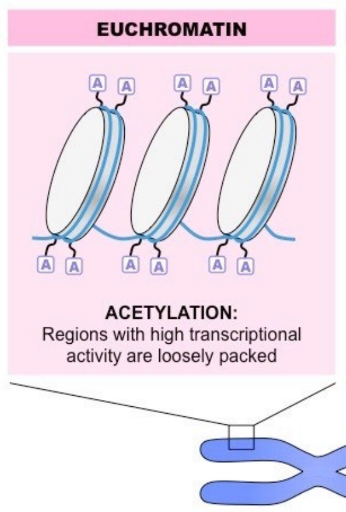 (extended) is high in gene concentration and
often indicates higher amounts of transcription is
occurring.