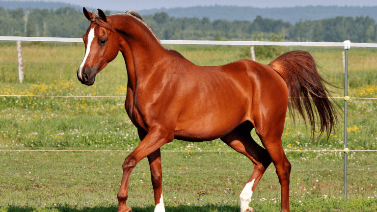 <p>oldest breed of horse, registrations drop 1985</p>