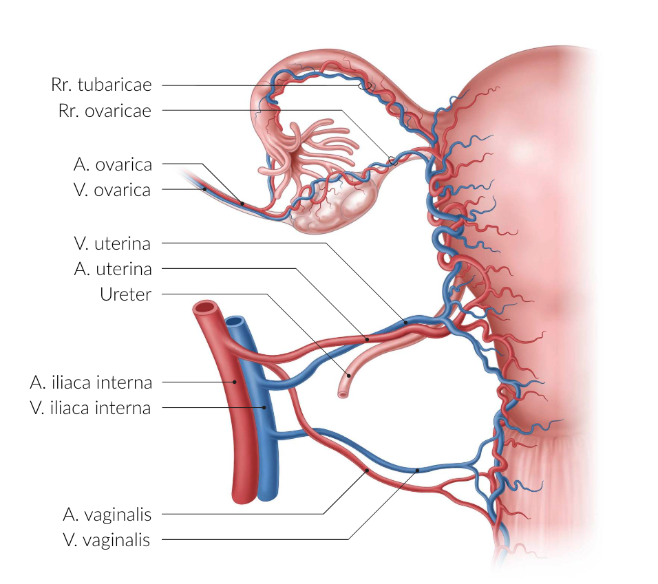 <p>C. Proper ovarian ligament (Lig. ovarii proprium)</p>