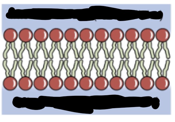 <p>From Top to bottom</p>