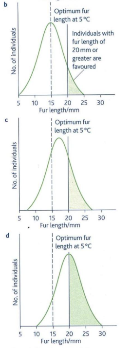 <ul><li><p>occurs when the environment is changing</p></li><li><p>change in the environment selects for those organisms with alleles for a phenotype towards the extreme of the range</p></li><li><p><span>For example, a decrease in environmental temperature may select for individuals of a species of mammal that possesses longer fur than the mean fur length.</span></p></li><li><p><span>Organisms with alleles for longer fur length are more likely to survive and breed passing on alleles for longer fur length to the next generation. The frequency of these alleles increases and the mean fur length of following generations increases until an optimum mean fur length is established. </span></p></li><li><p><span>Therefore directional selection results in a change in the range of phenotypes until a new optimum mean fur length is established</span></p></li></ul><p></p>